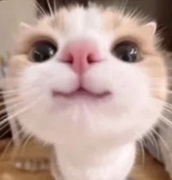 FIRST EVER CAT MEME logo