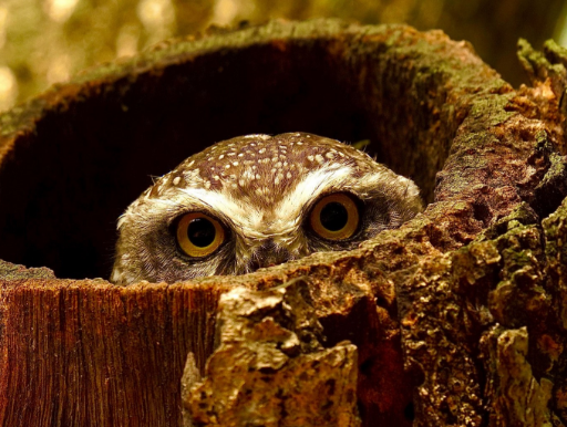 I See You logo