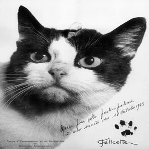 First French Space Cat  logo