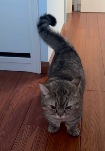 Momo the Cat logo