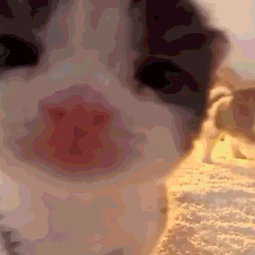 Sniff Cat logo