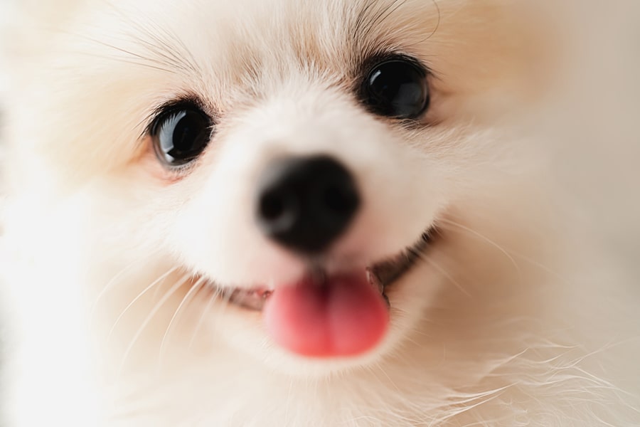 Dog Think logo