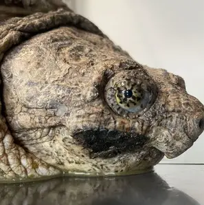 Justice For The Turtle logo