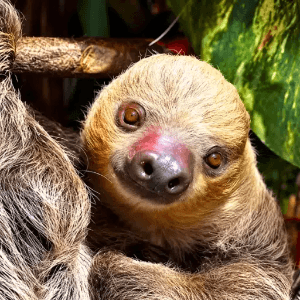 Solana The Sloth logo