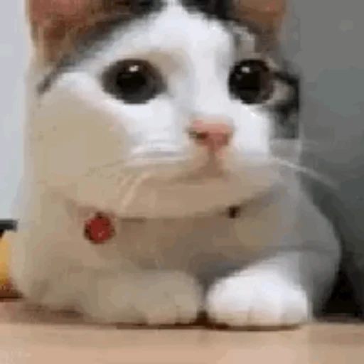 NO CAT logo