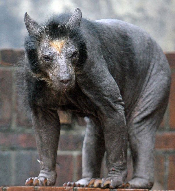 The Hairless Bear logo