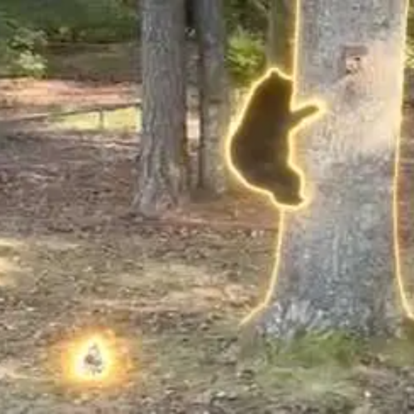The Bear Killer logo