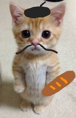 El Gato FR logo