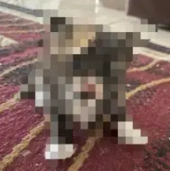Privacy Cat logo