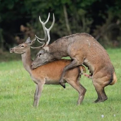Deer Sex Craze logo