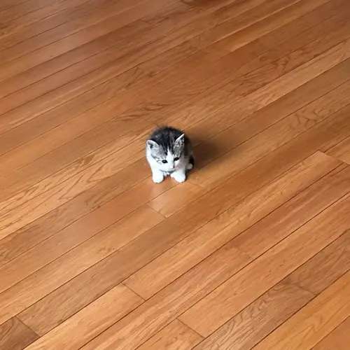 Tiny Cats logo