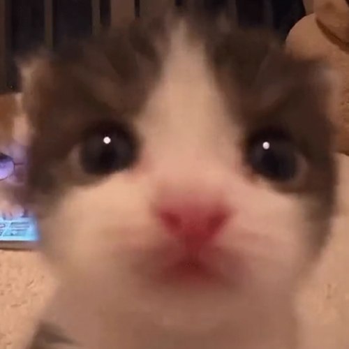 SMOOCHMEOW logo
