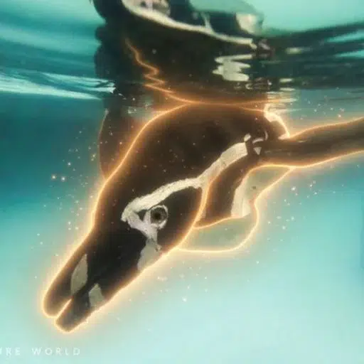 Artificial Penguin logo
