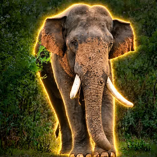 The Wandering Elephant logo