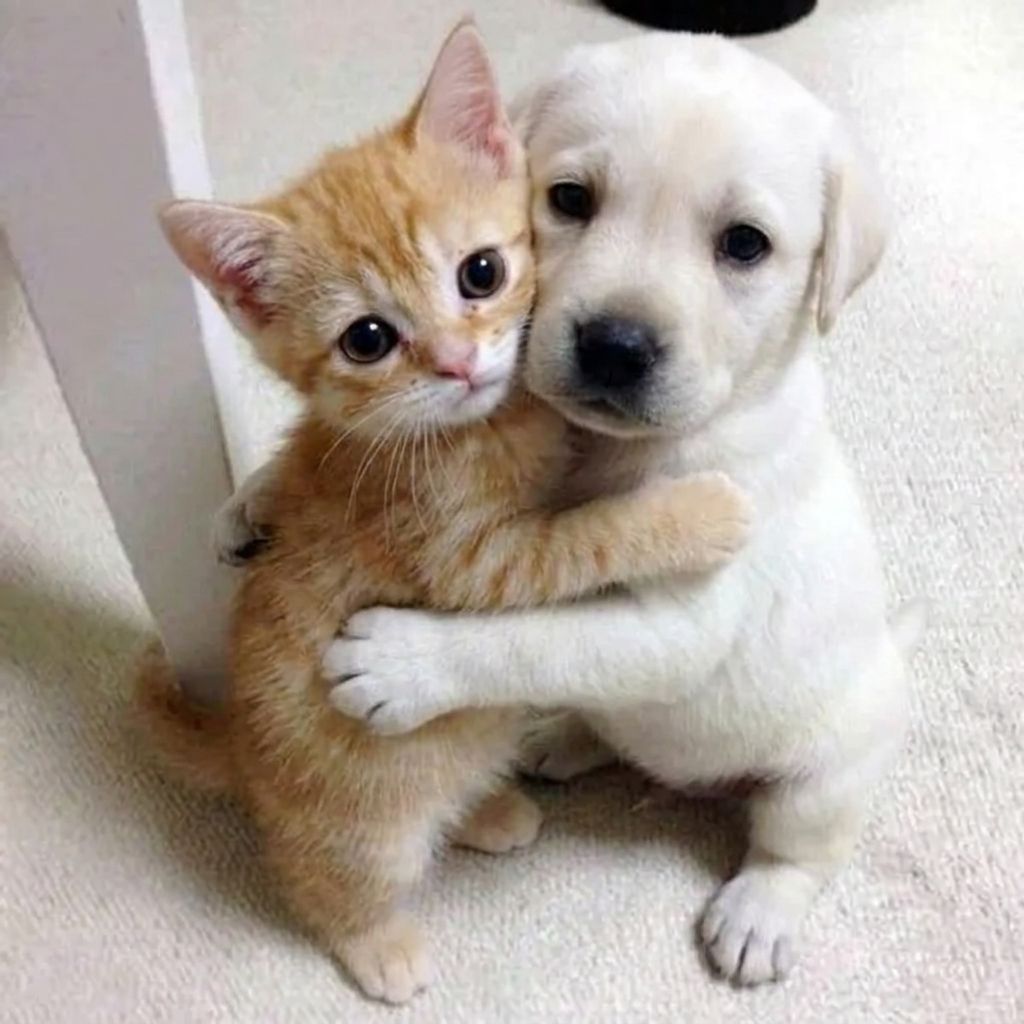 Gato y Perro logo