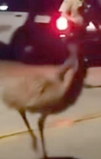 The Rogue Emu logo