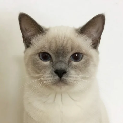 neko logo