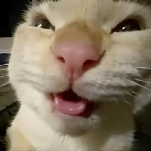 evilcat logo
