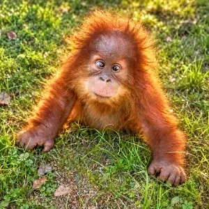 DouDou The Orangutan logo