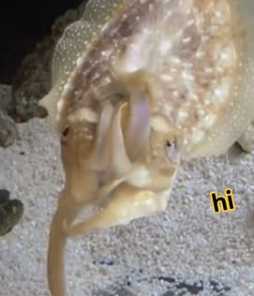 hi logo