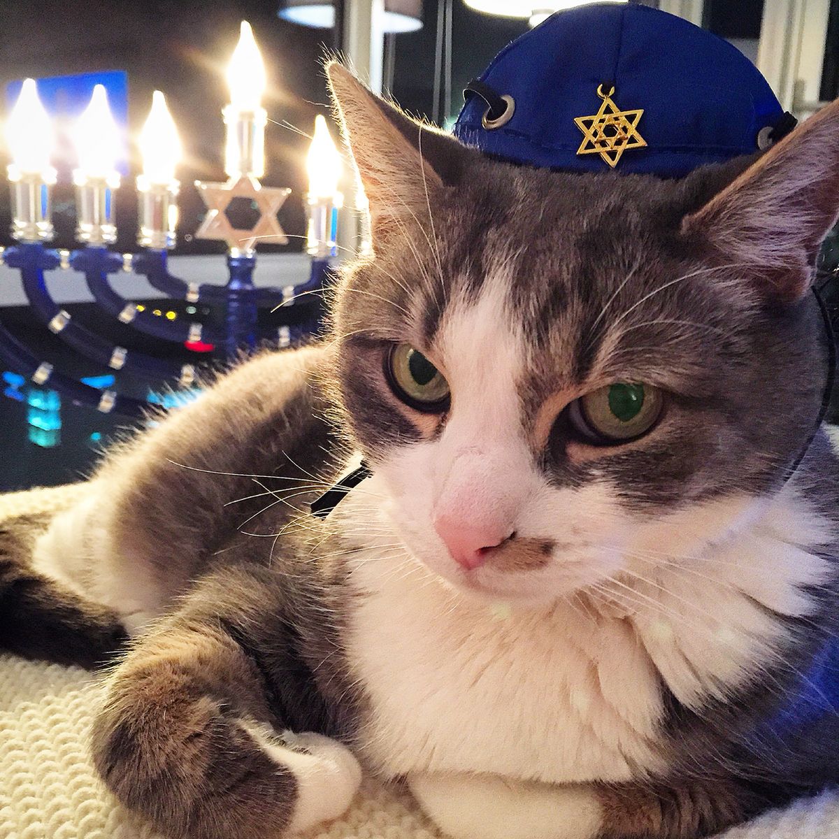 Chosen Kitty logo