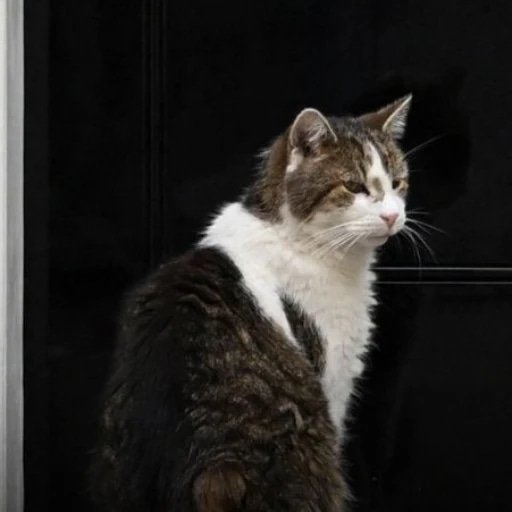 Larry the Cat logo