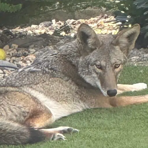 Wiley the Coyote logo