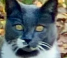bwacat logo
