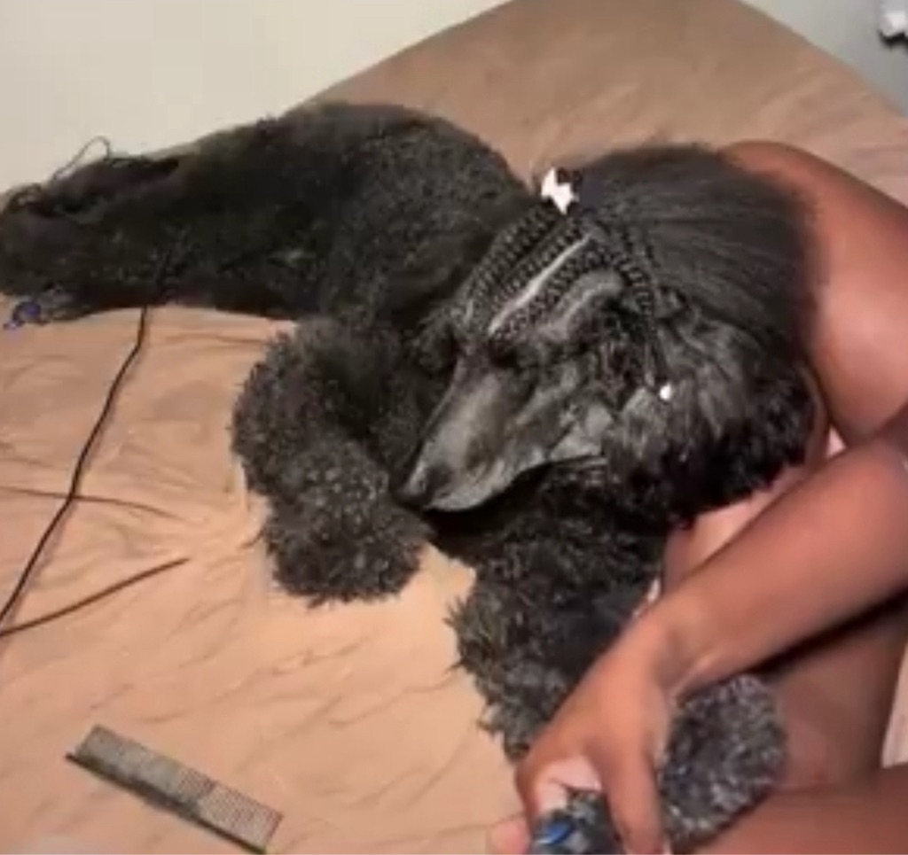 Dog Wif Cornrow logo