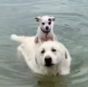 dog on dog logo