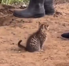 Fertilizer Cat logo