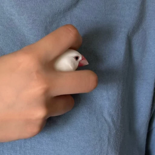 The Java Sparrow logo