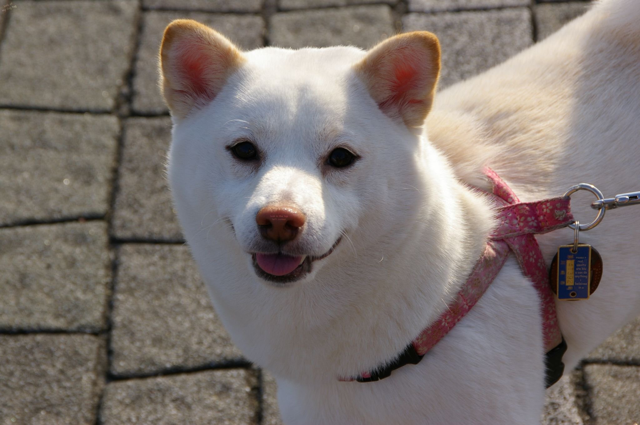 White Shiba logo
