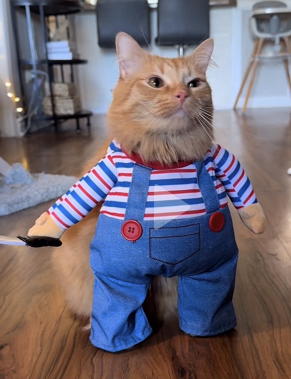 Johnny the cat logo