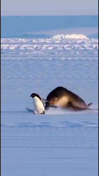 Penguin in Danger logo