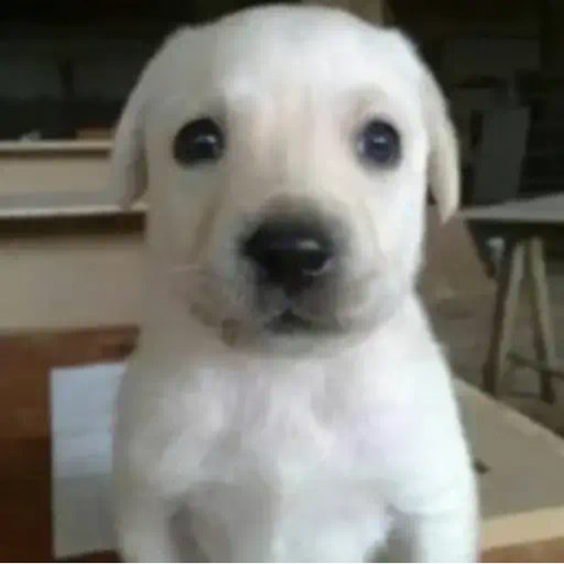 PERRO OG 16HOURS OLD logo