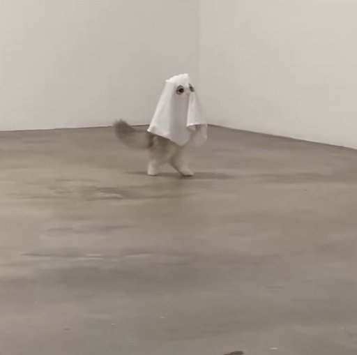 Boo Cat logo