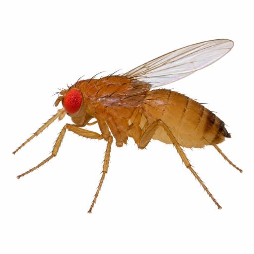 Lil Buddy logo
