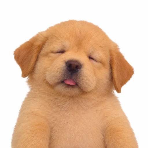 Eepy Dog logo