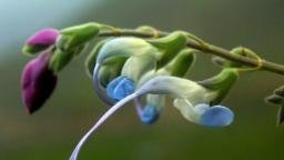 Salvia Messii logo