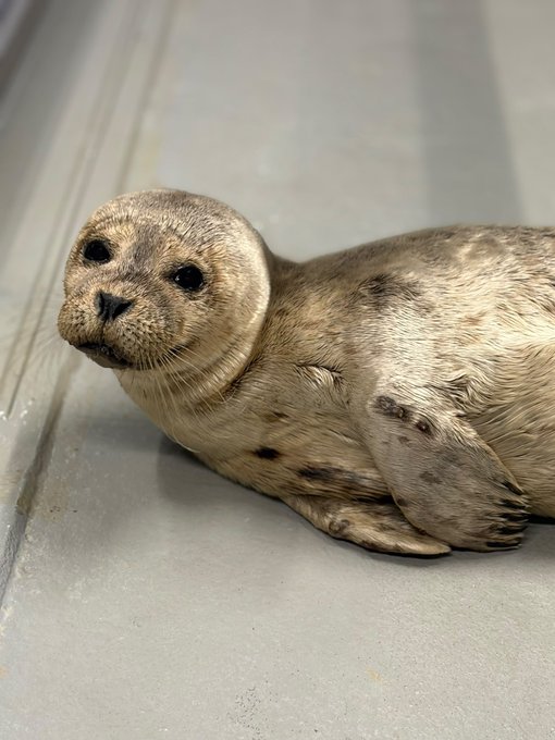 Hope the Seal logo