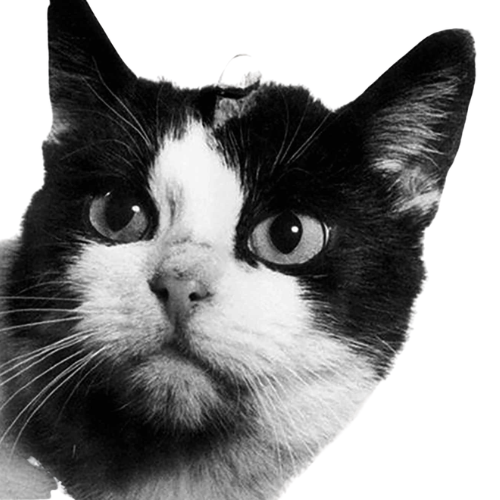 The first cat in space logo