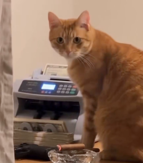 Printer Cat logo