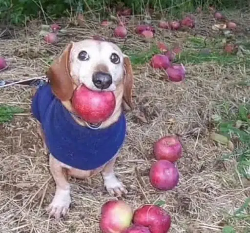 dog with apple in mouth logo