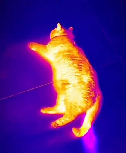 Ultraviolet Cat logo