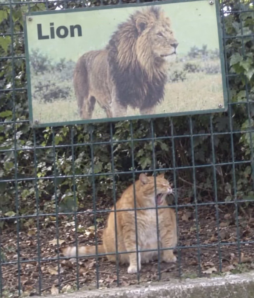 Lion logo