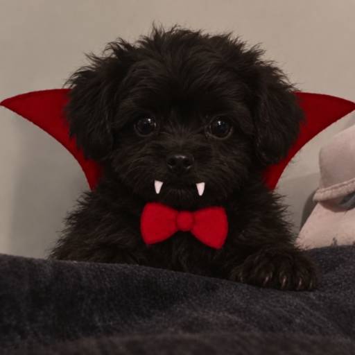 Vampire Dog logo
