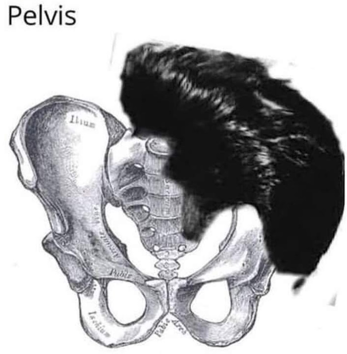 Pelvis logo