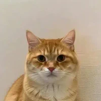 Neko logo