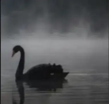 The Black Swan logo